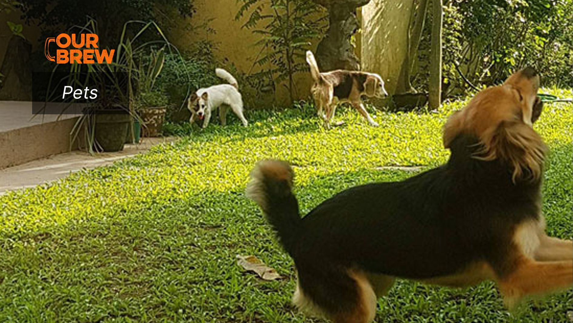 Does your Pet Hurt Itself?