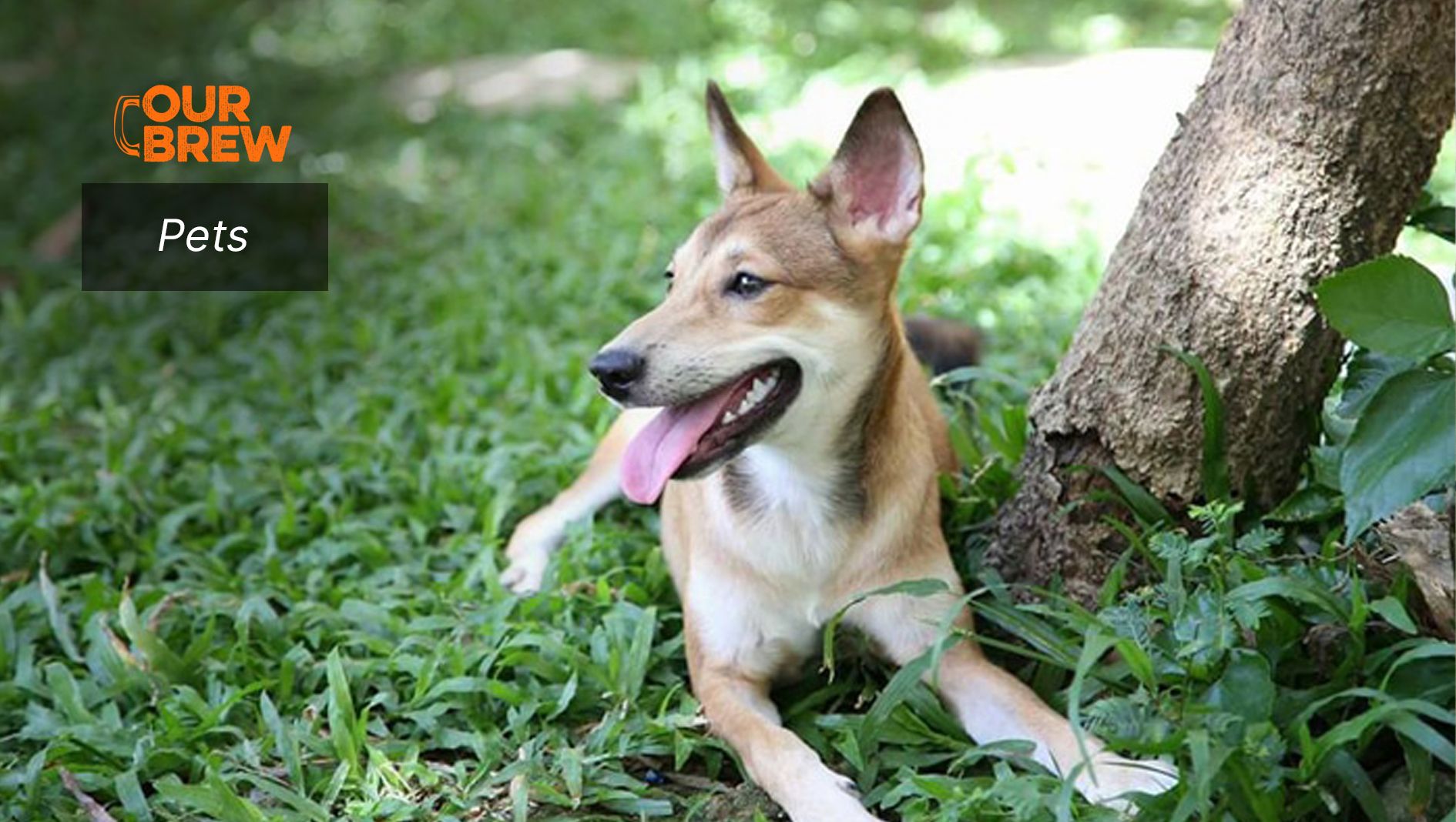 Keep Your Pet Alive Vaccinate Pups Against Parvo, Dogs Against Distemper