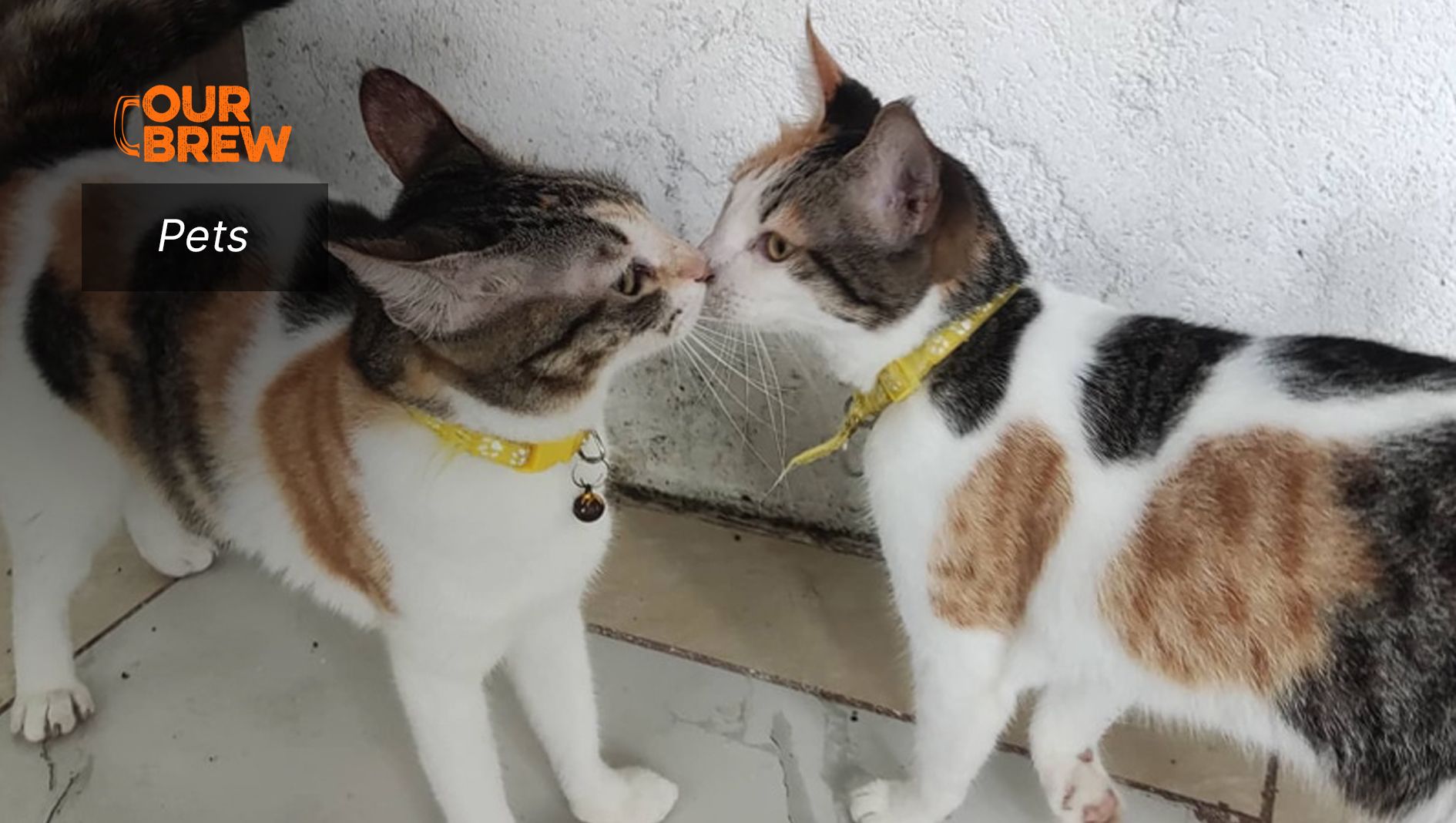 How to Help Sad or Depressed Cats