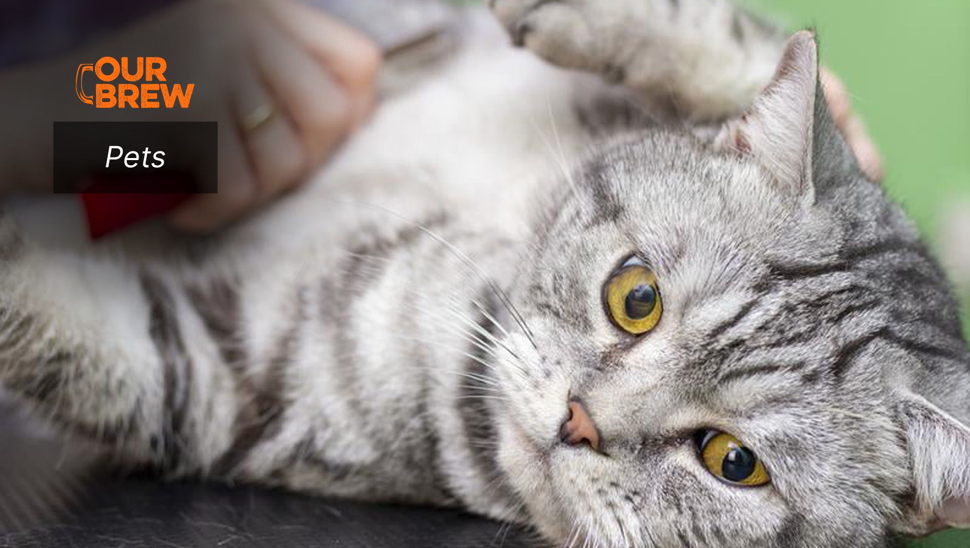 Keeping your cat’s coat healthy & shiny