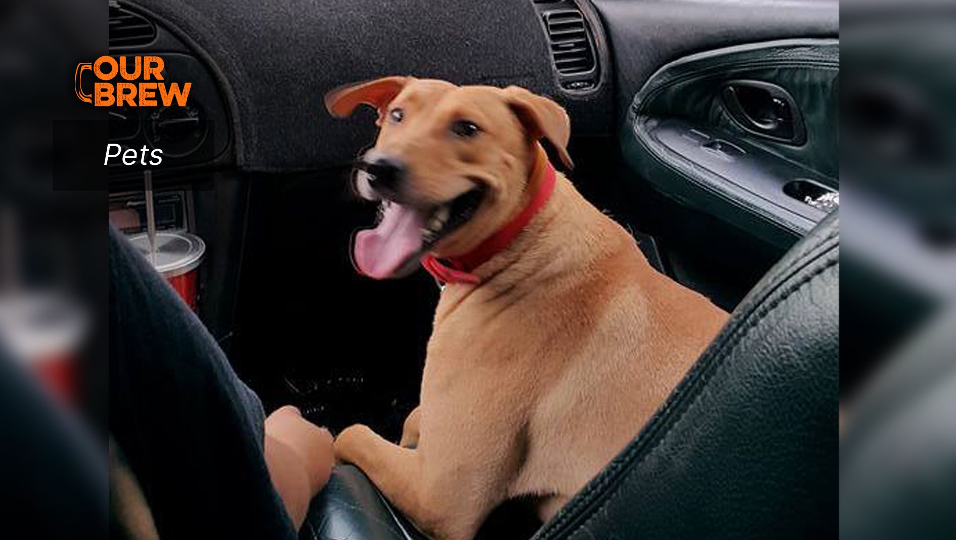 Kidney and Bladder Stones in Cats and Dogs Causes, Diagnosis, and