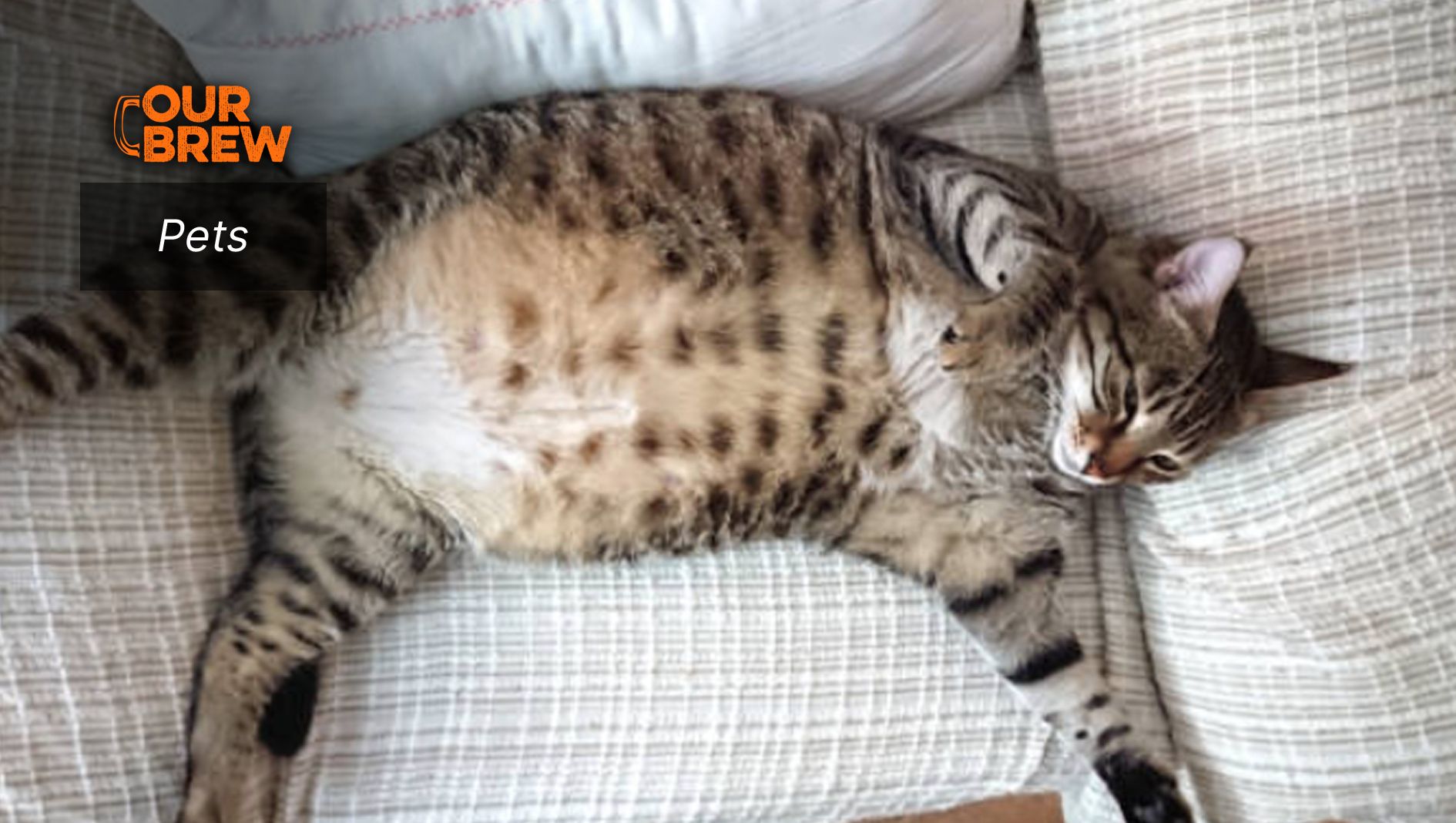 Tips to Help A Fat Cat Lose Weight