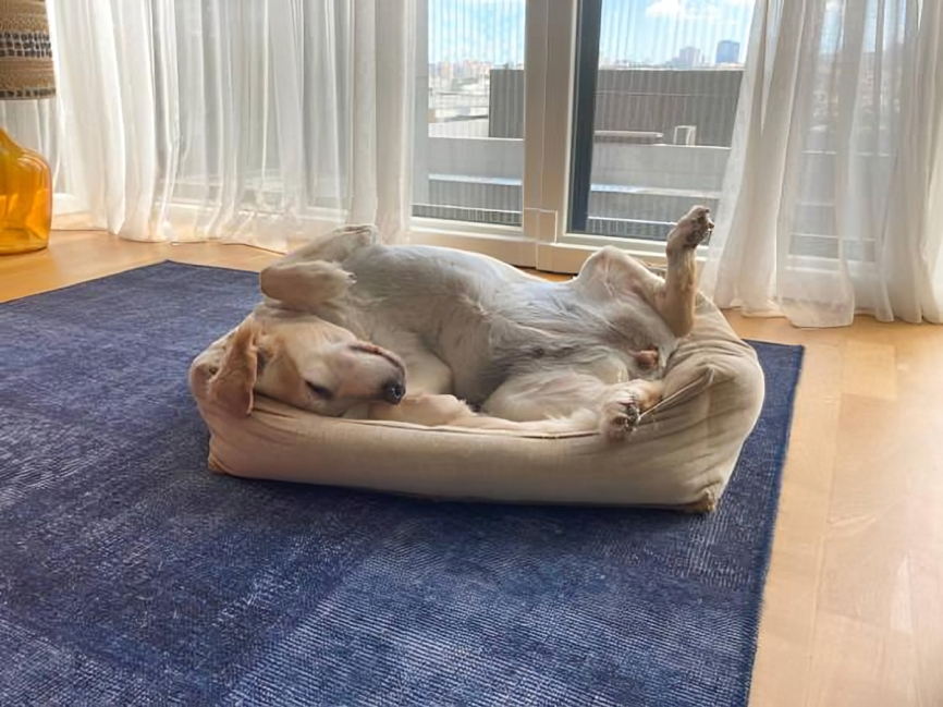 dog-sleeping-1