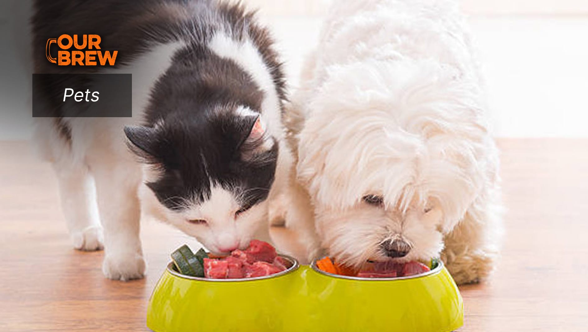 A Culinary Journey: Unpacking Taste Perception in Cats and Dogs