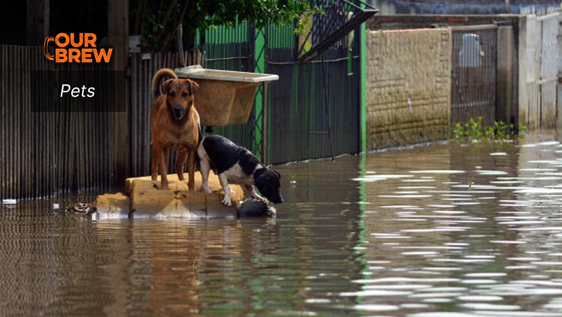 Pet Illnesses Following a Flood