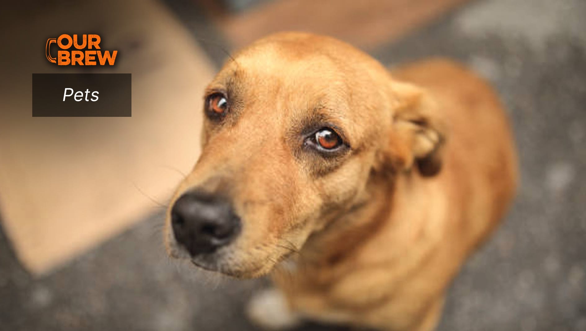 Do Pets Get Depressed? Understanding Emotional Health in Animals