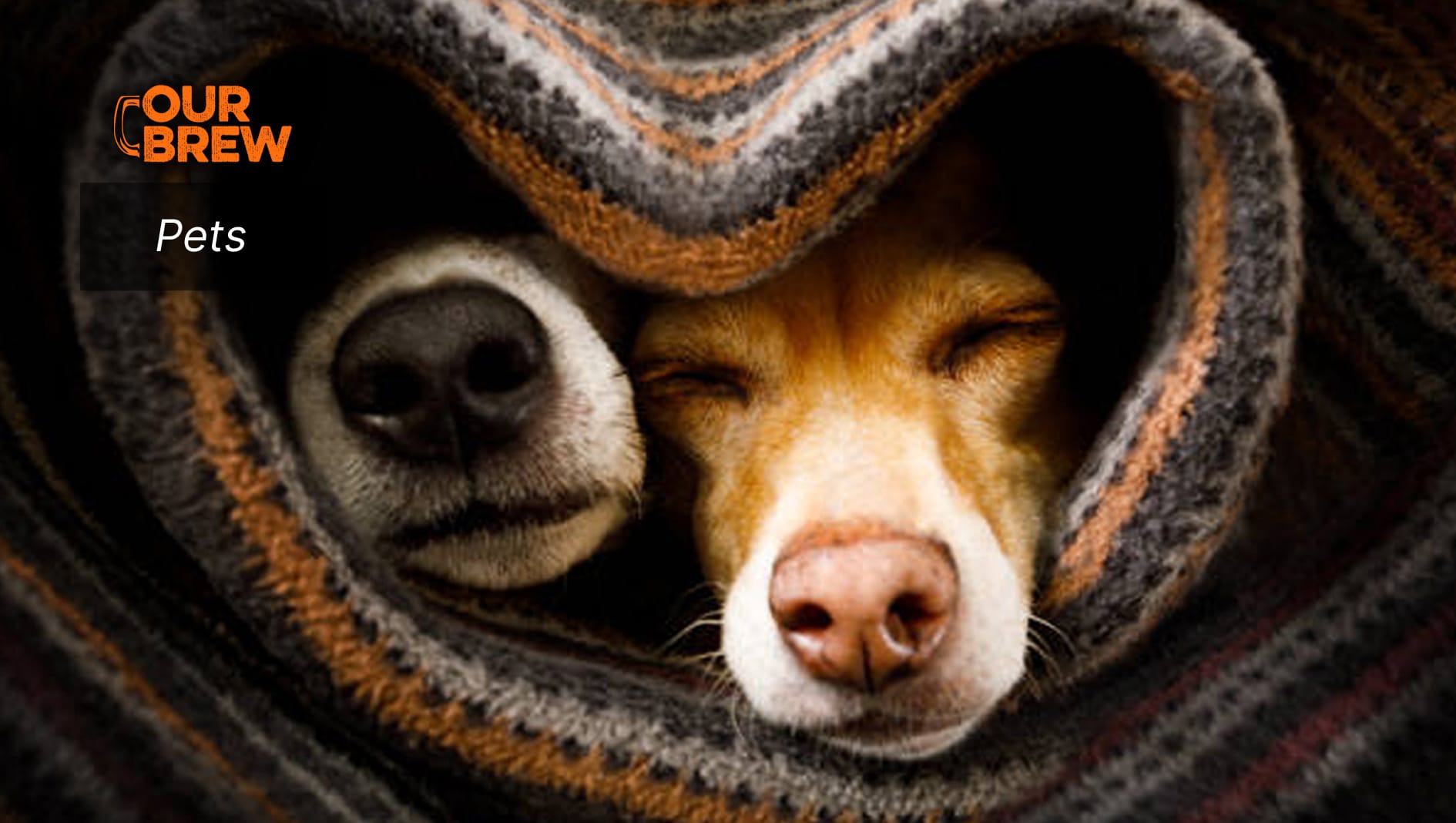 Unveiling Canines’ Dreamscapes