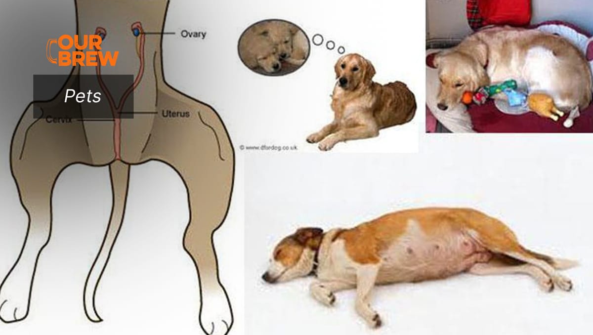 Phantom Pregnancies in Dogs