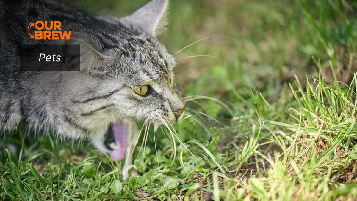 How to Deal with Hairball in Cats