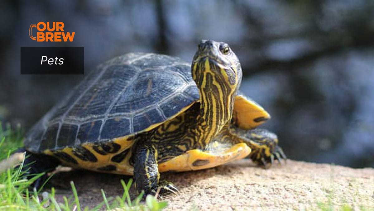 Reptiles and Amphibians as Pets