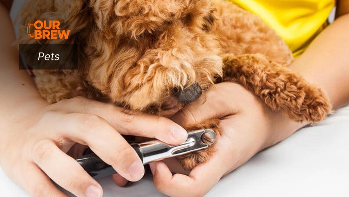 Dog Nail Clipping When and How to Do It