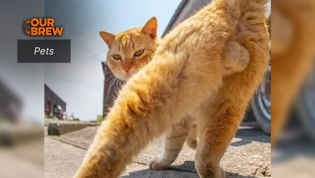 Retained Testicles or Cryptorchidism in Cats Symptoms, Causes, and