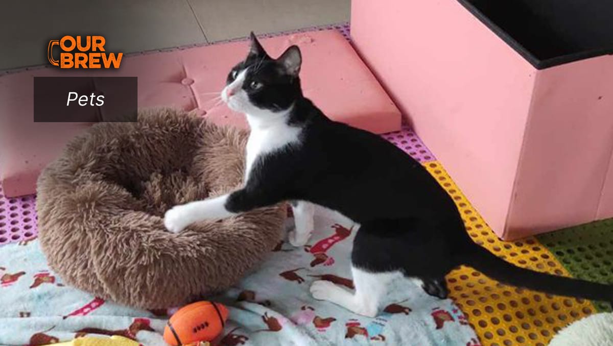 Why Do Cats Knock Things Over?