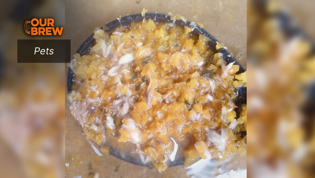 Easy Homemade Cat Food Recipe