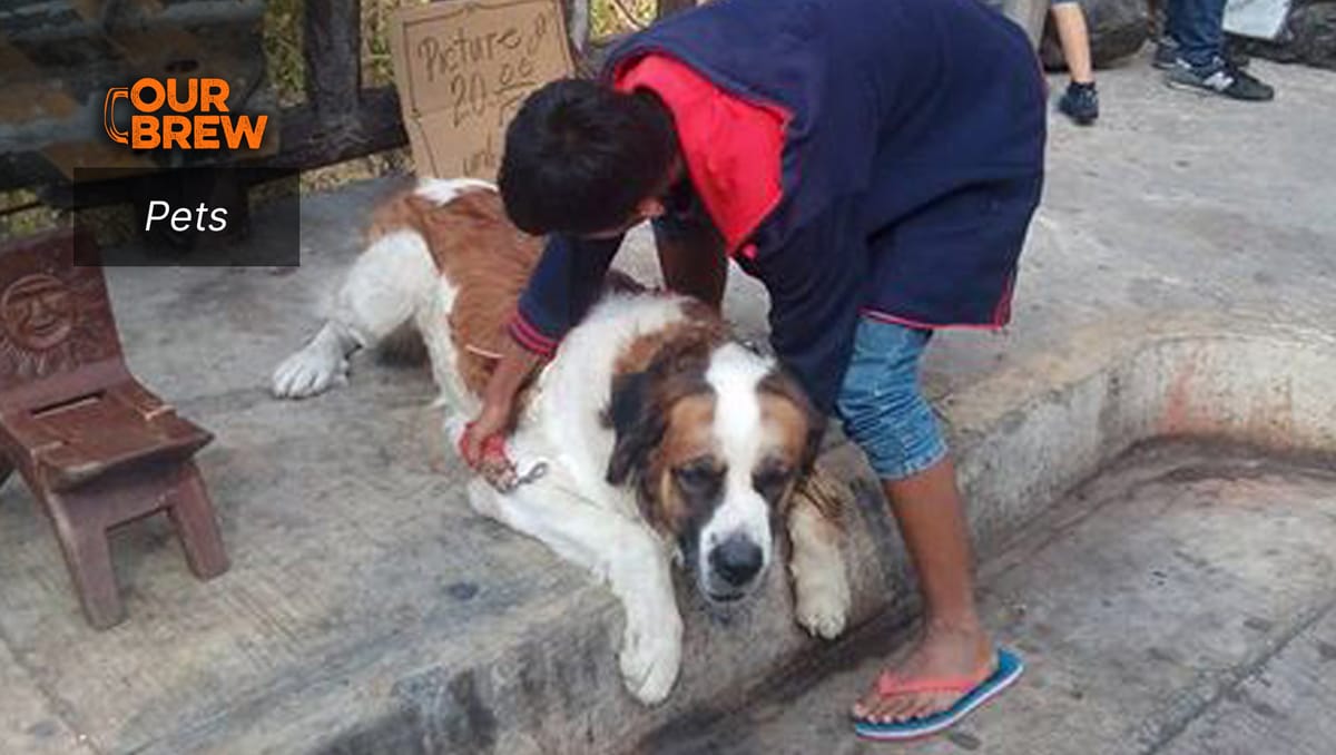 The St. Bernard Dogs in Baguio Tourist Attractions or Victims of