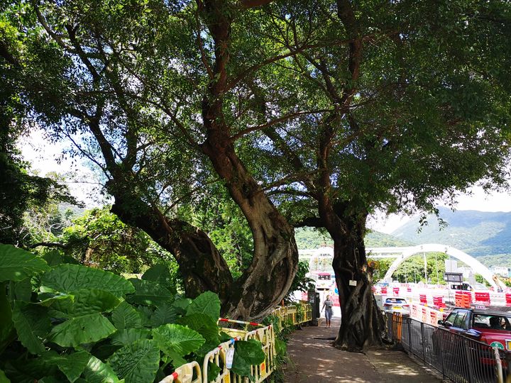 A Pair of Banyan Trees
