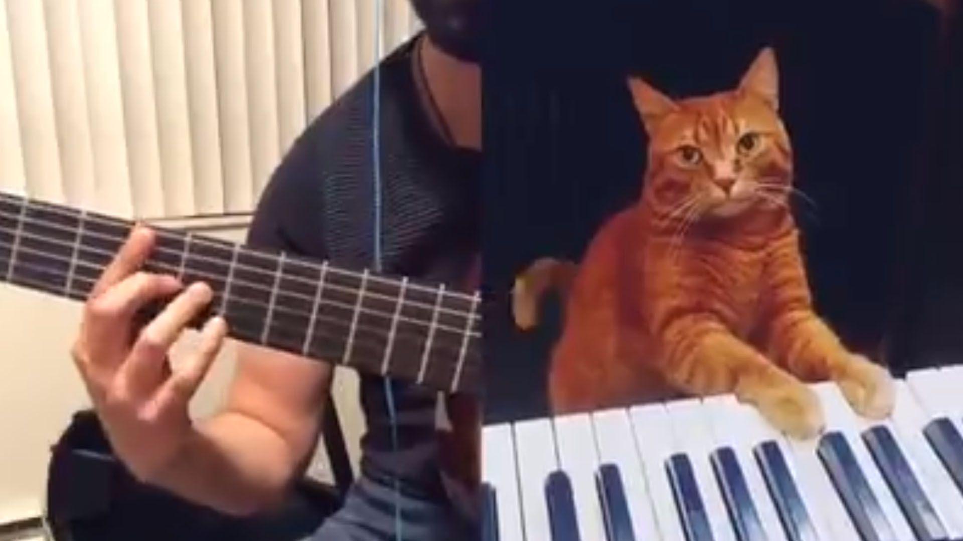 Guitarist Duets with his Cat. The Result is Pawsome.