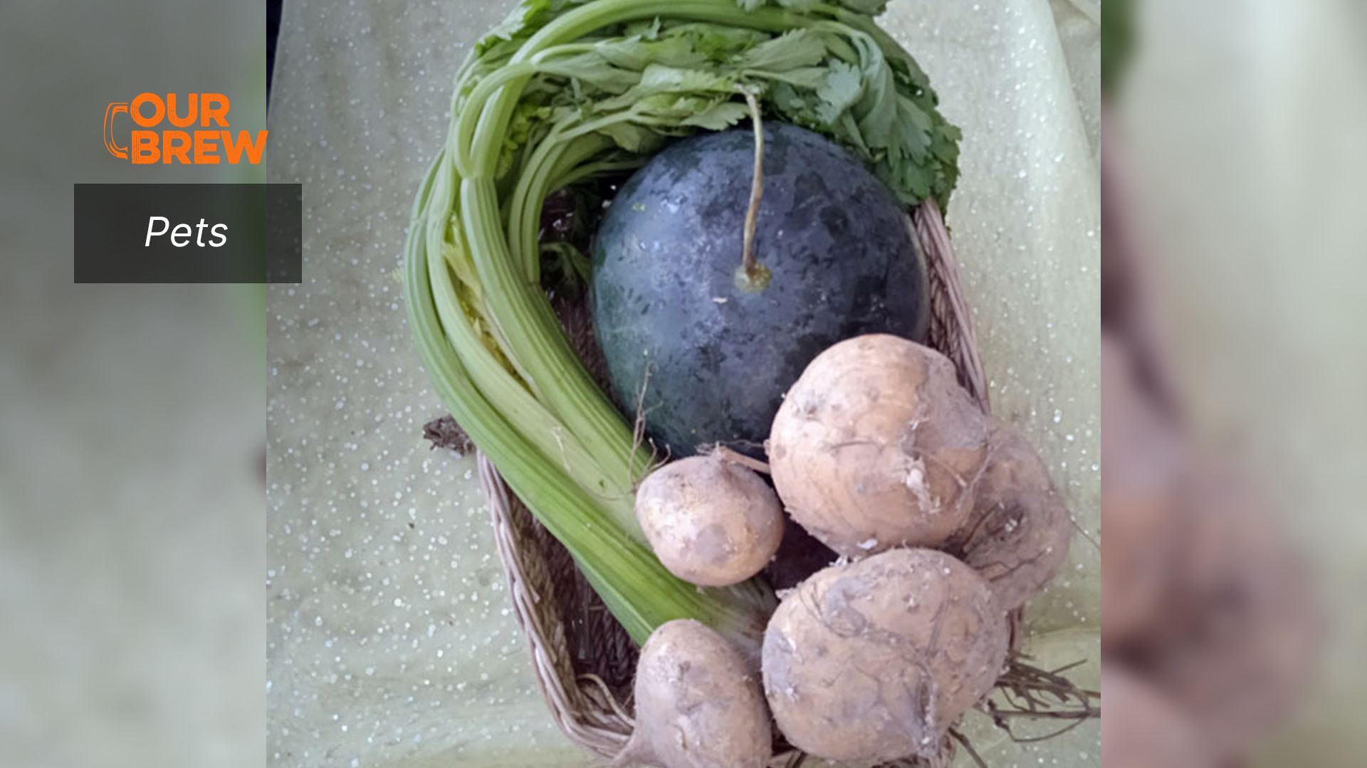 Cooling Food for your Pets this Summer