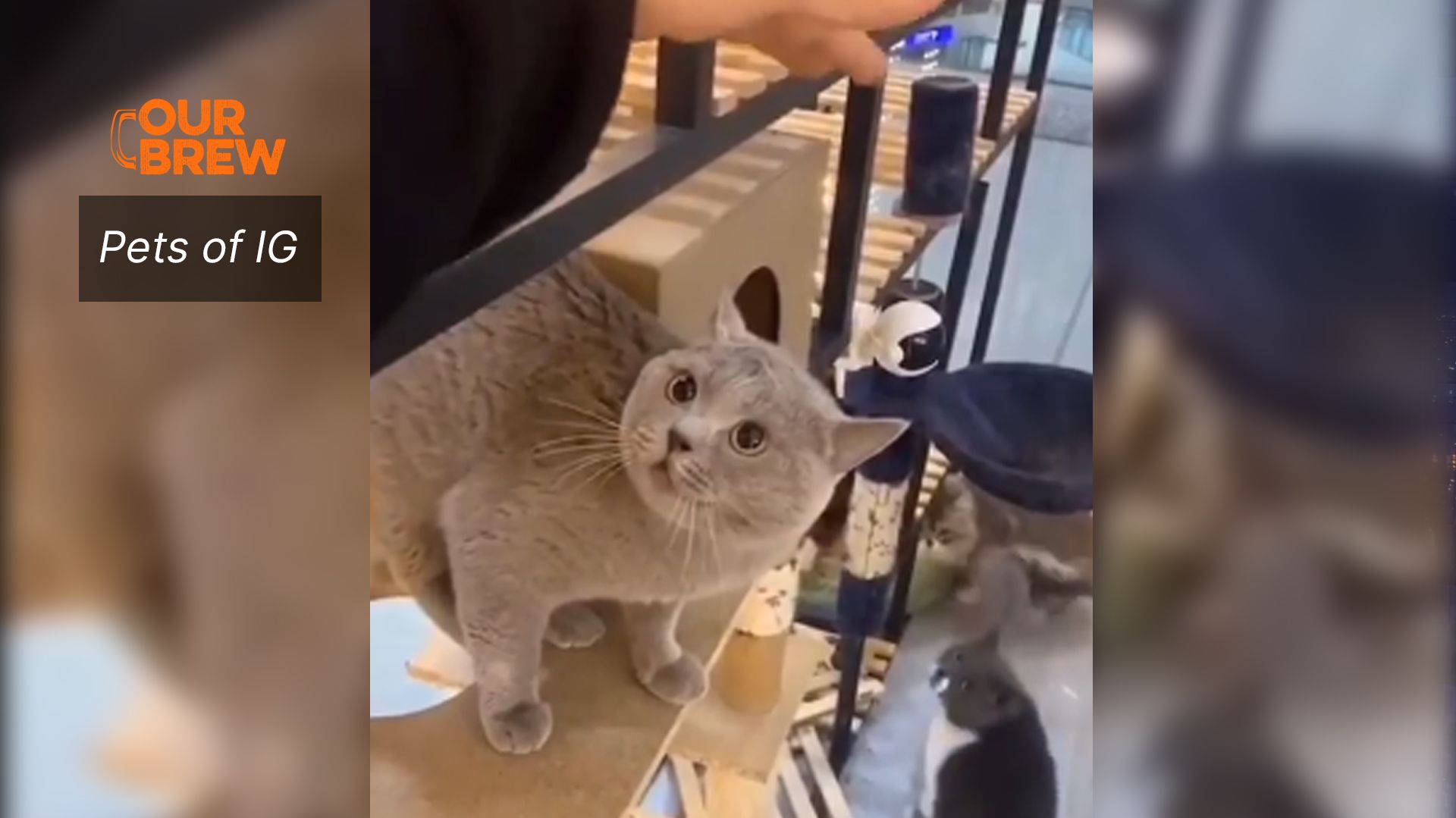 Wanted: Cat Translator