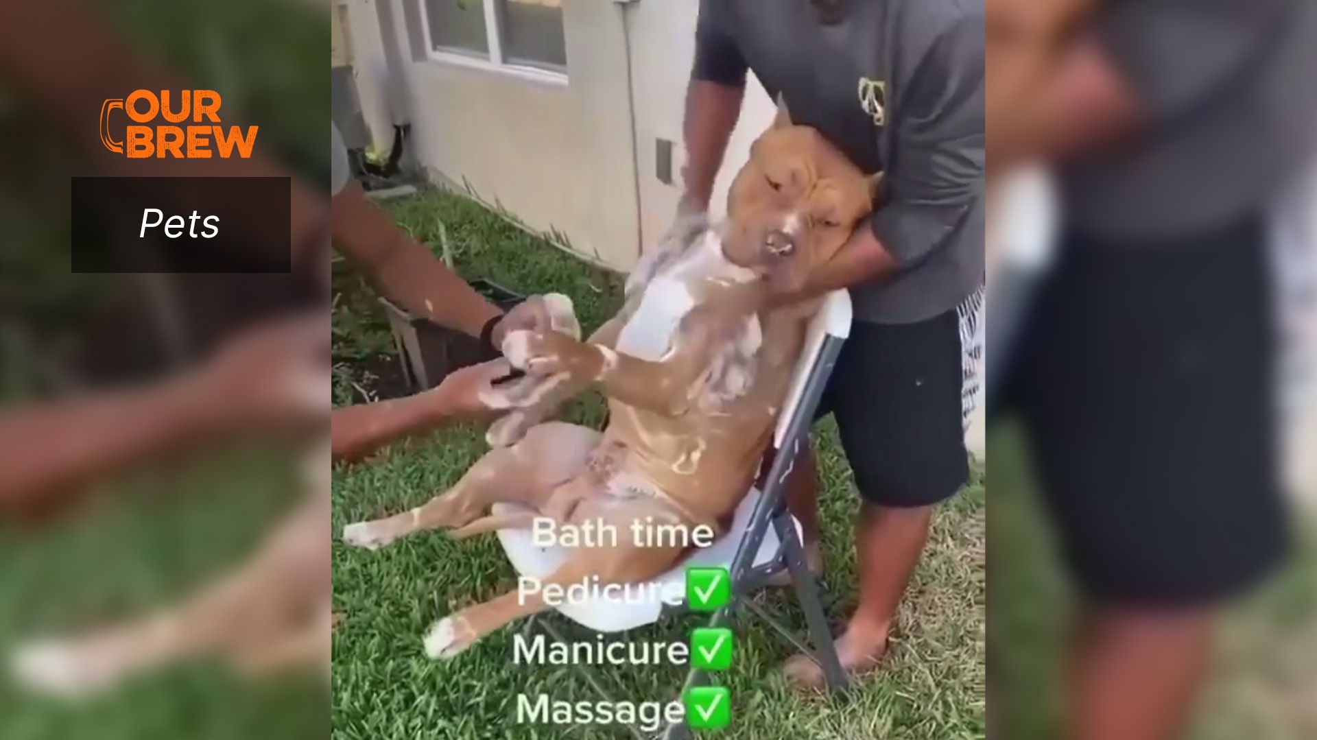 Pampered Pittie