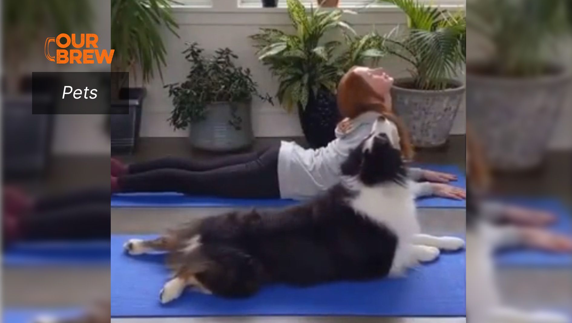 Ever Seen a Downward Dog?