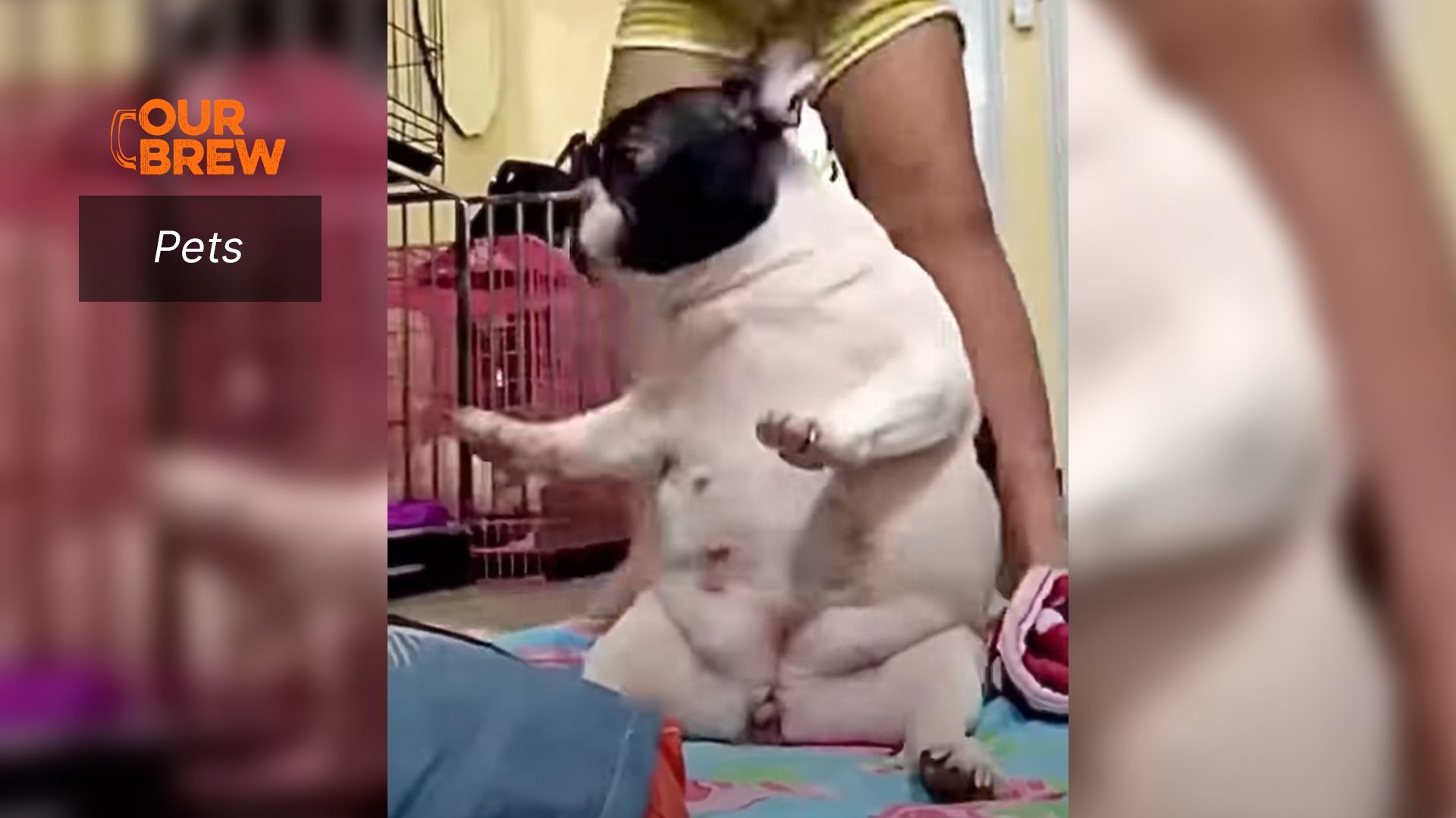 Doggo’s Got Da Moves