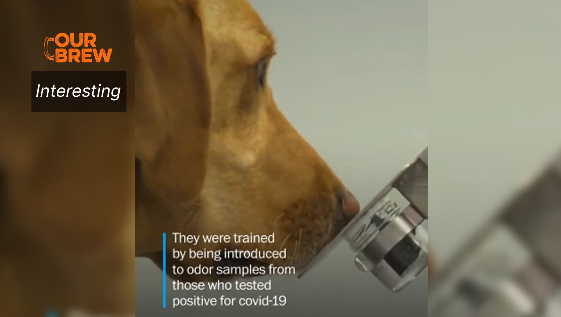 Dogs Can Detect COVID-19