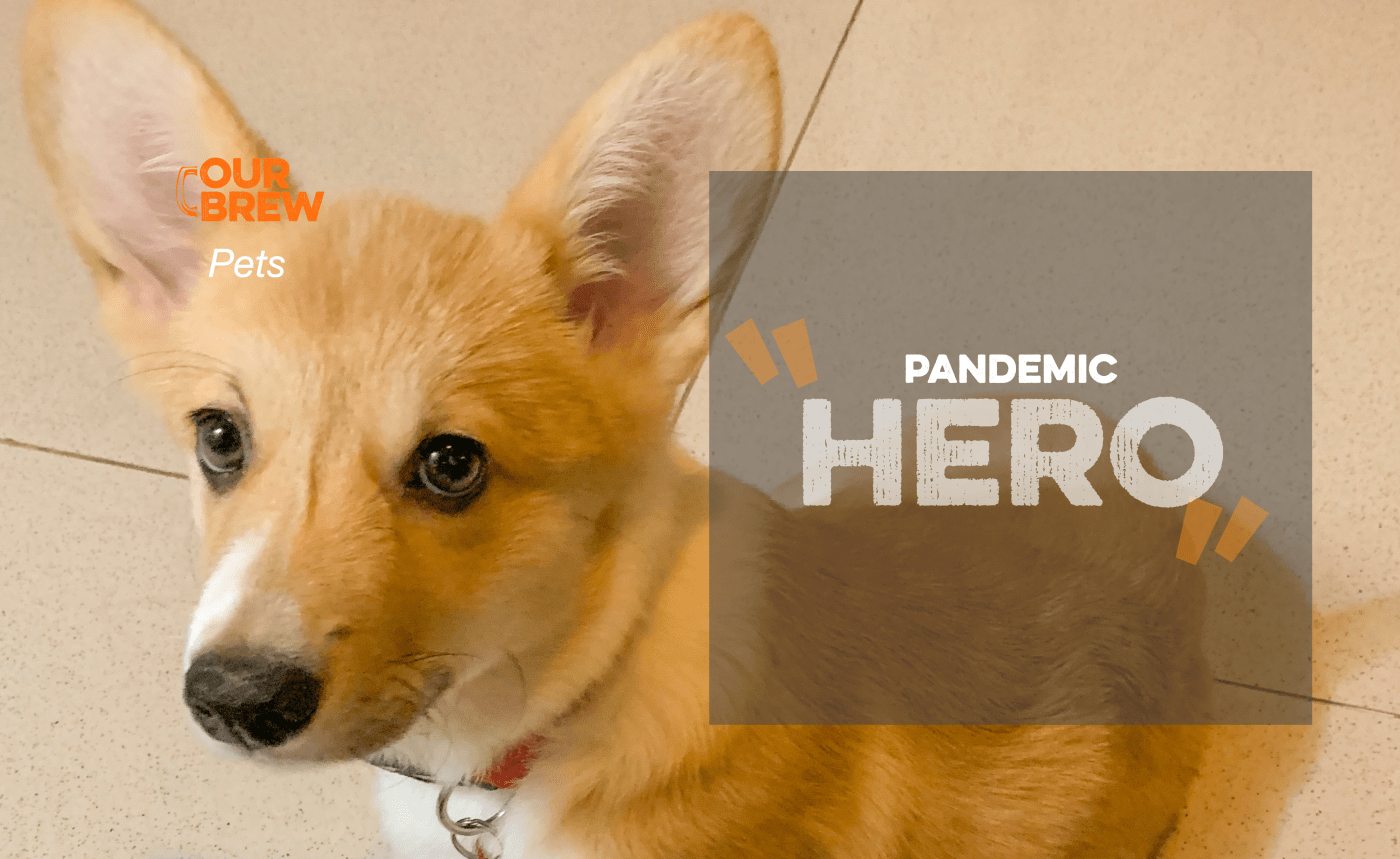 Pandemic Heroes