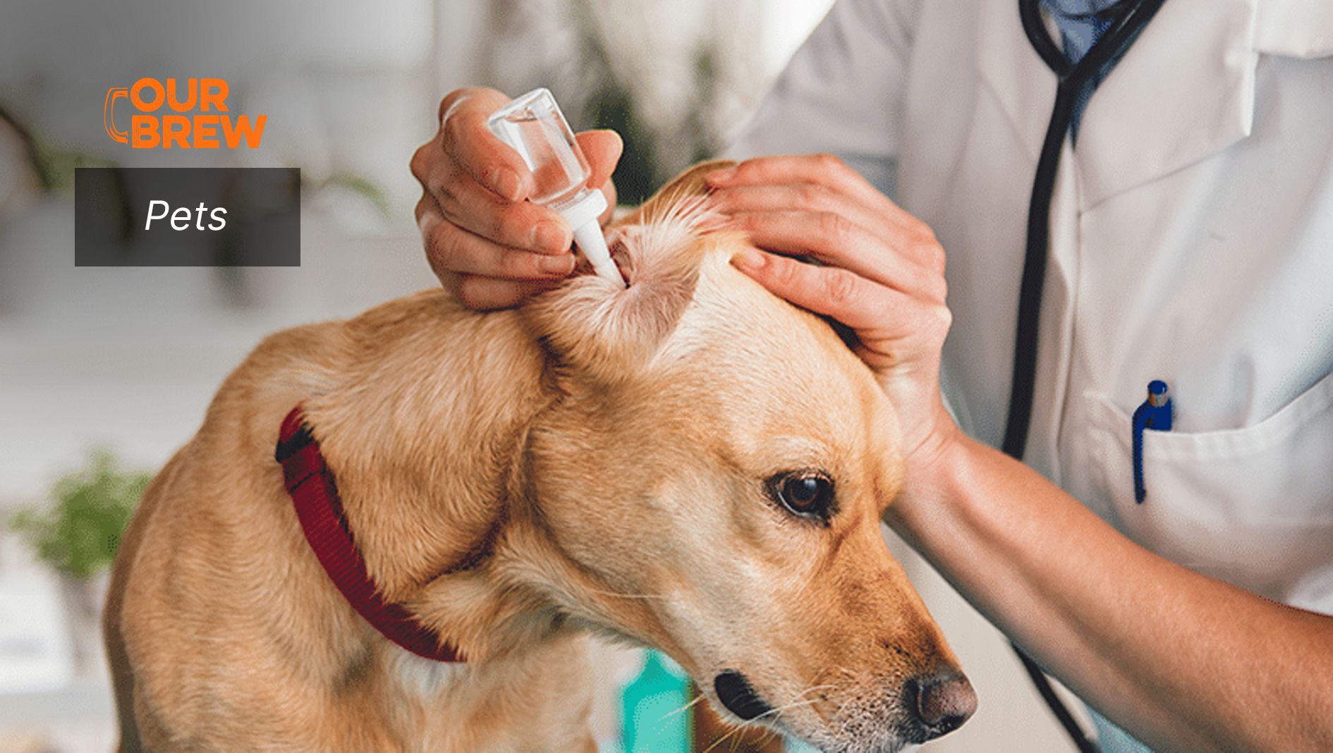 Ear Infections in Dogs Need Urgent Treatment