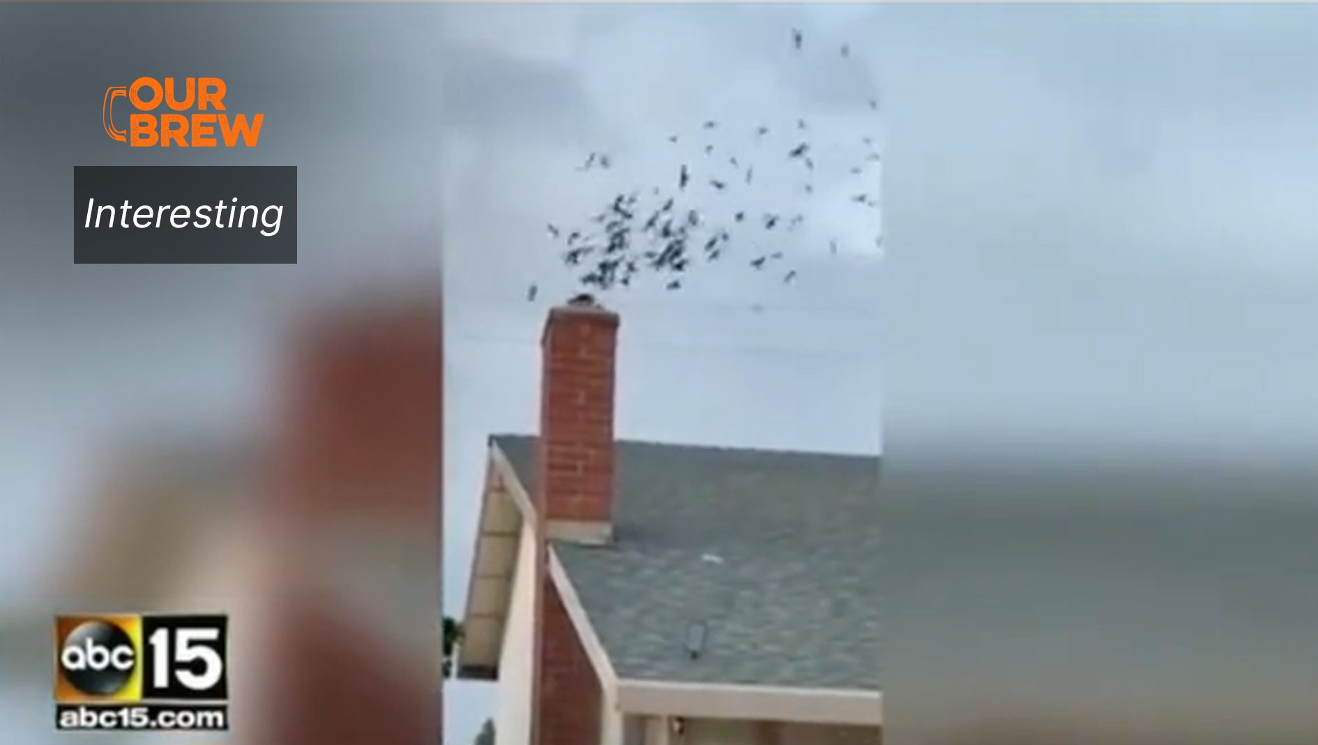 Birds Invade House, Owner Calls Homies for Back-up