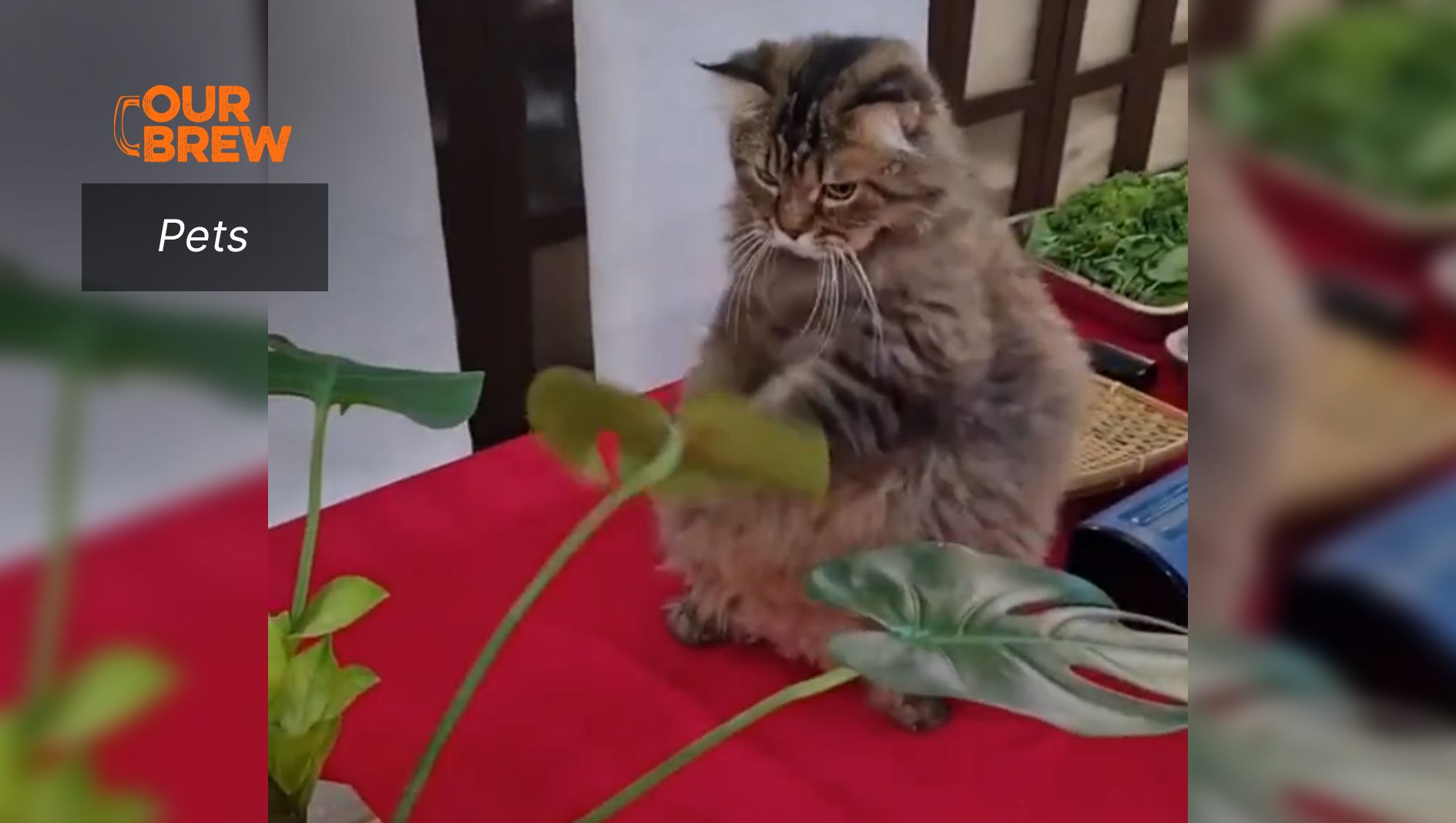 “And the Winner...”