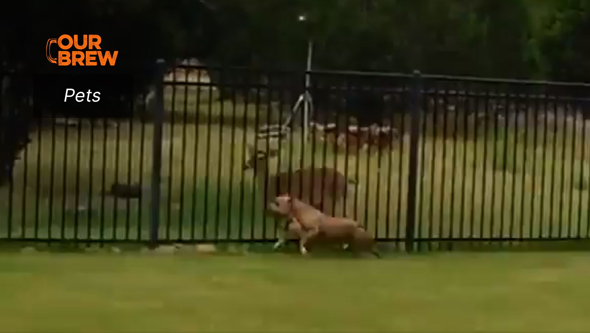 Race You to the Edge, Dear