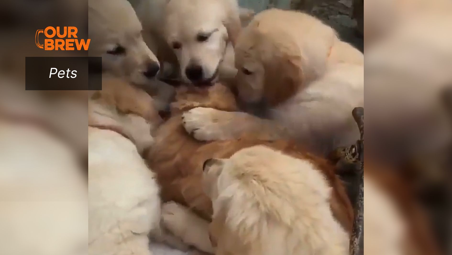 Who Needs Some Kissin’?