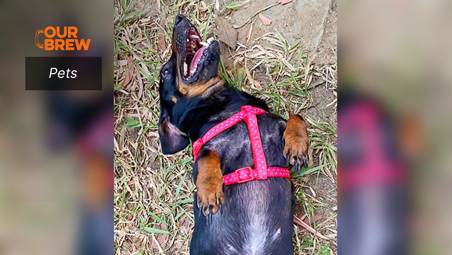 Monsoon Menace: Common pet illnesses during the rainy season