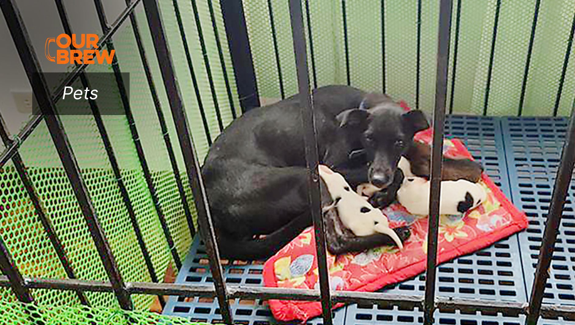 Healthy Pregnant Dogs = Healthy Pups