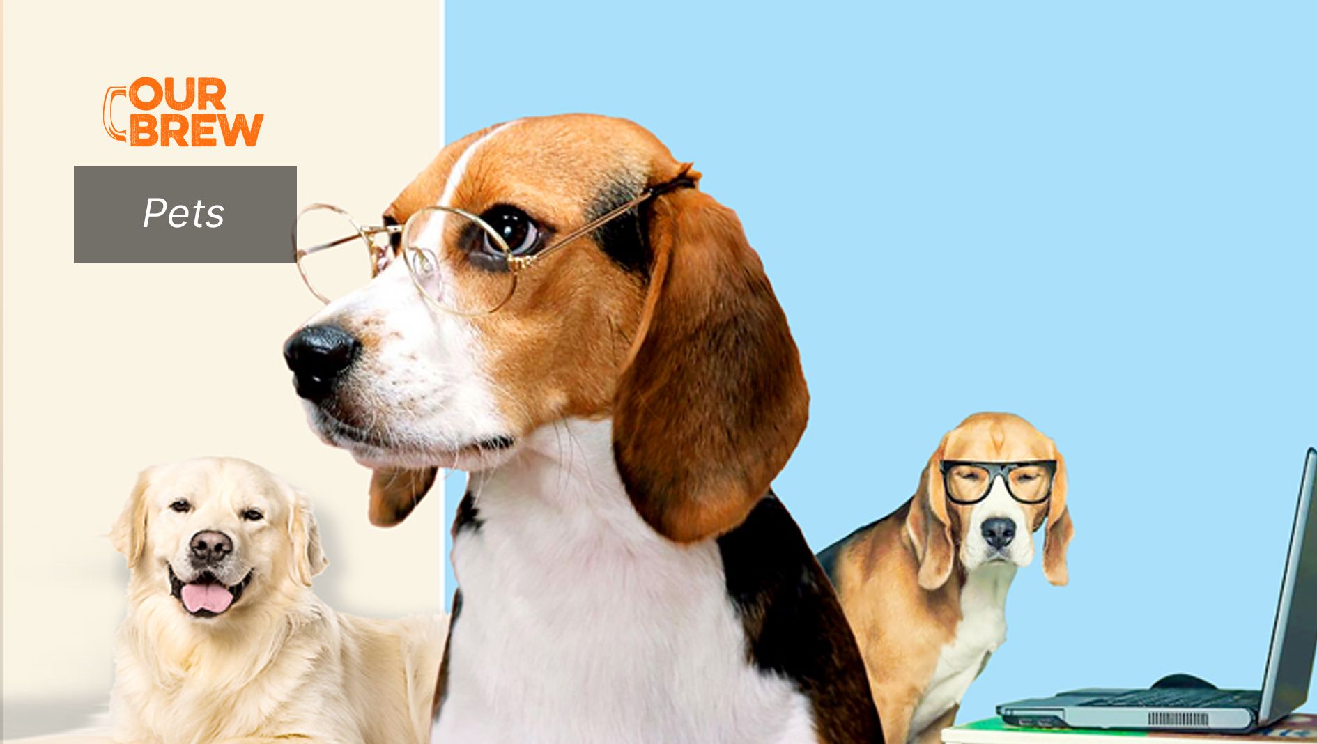 Your Senior Dogs Need Exercise