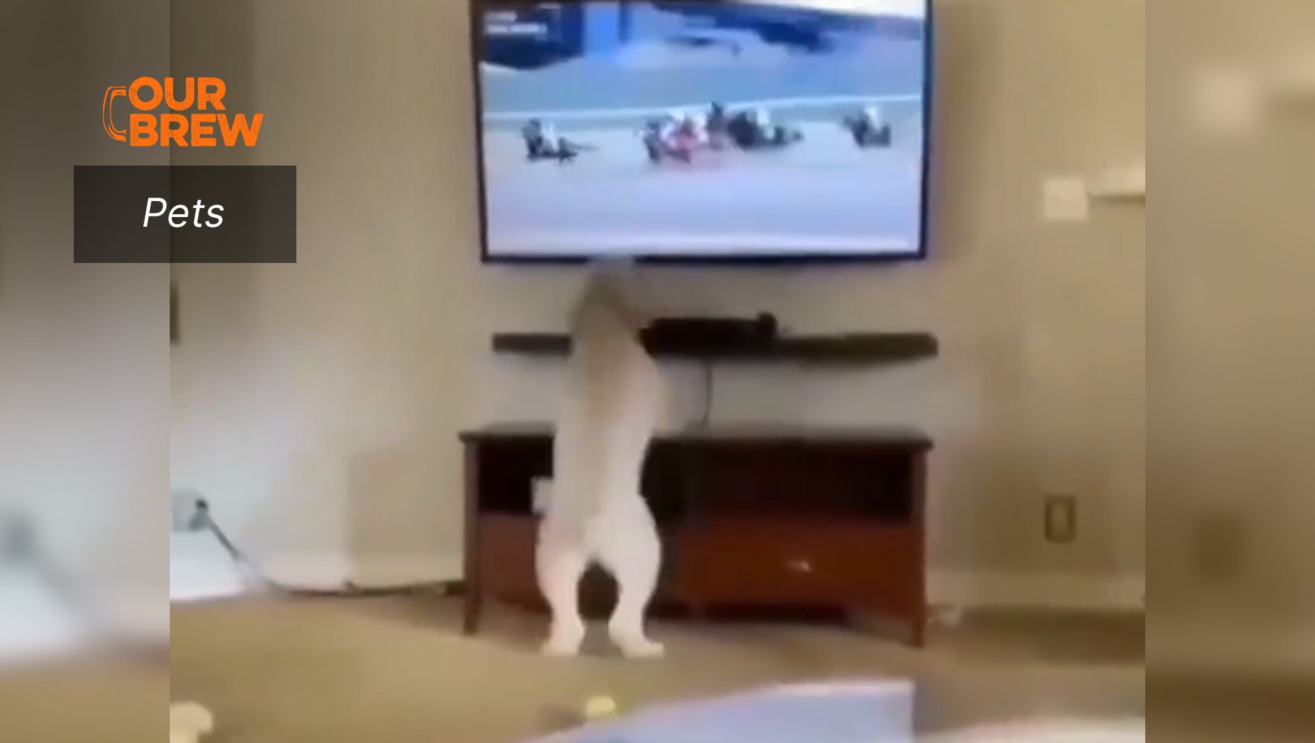 A Week’s Worth of Treats At Stake