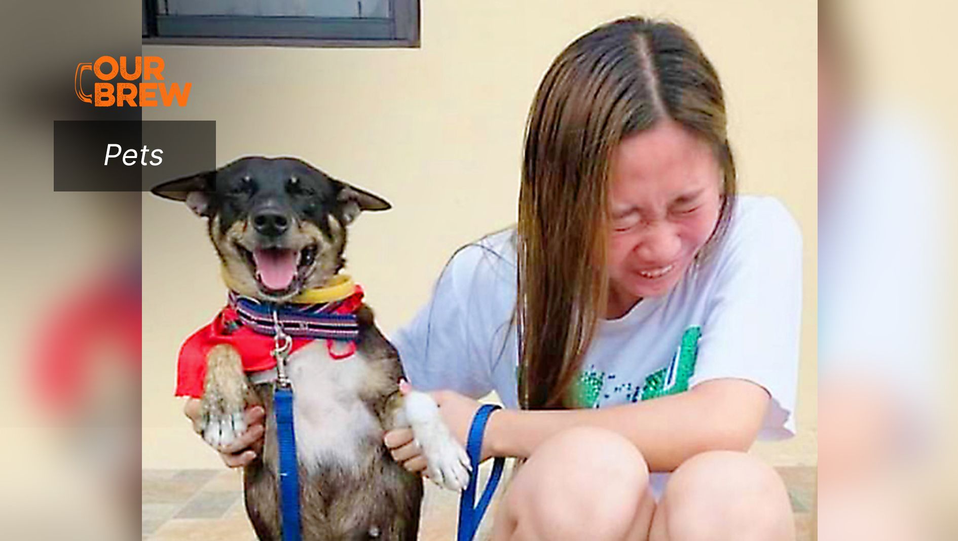 Dog Rescues Continue Despite Pandemic