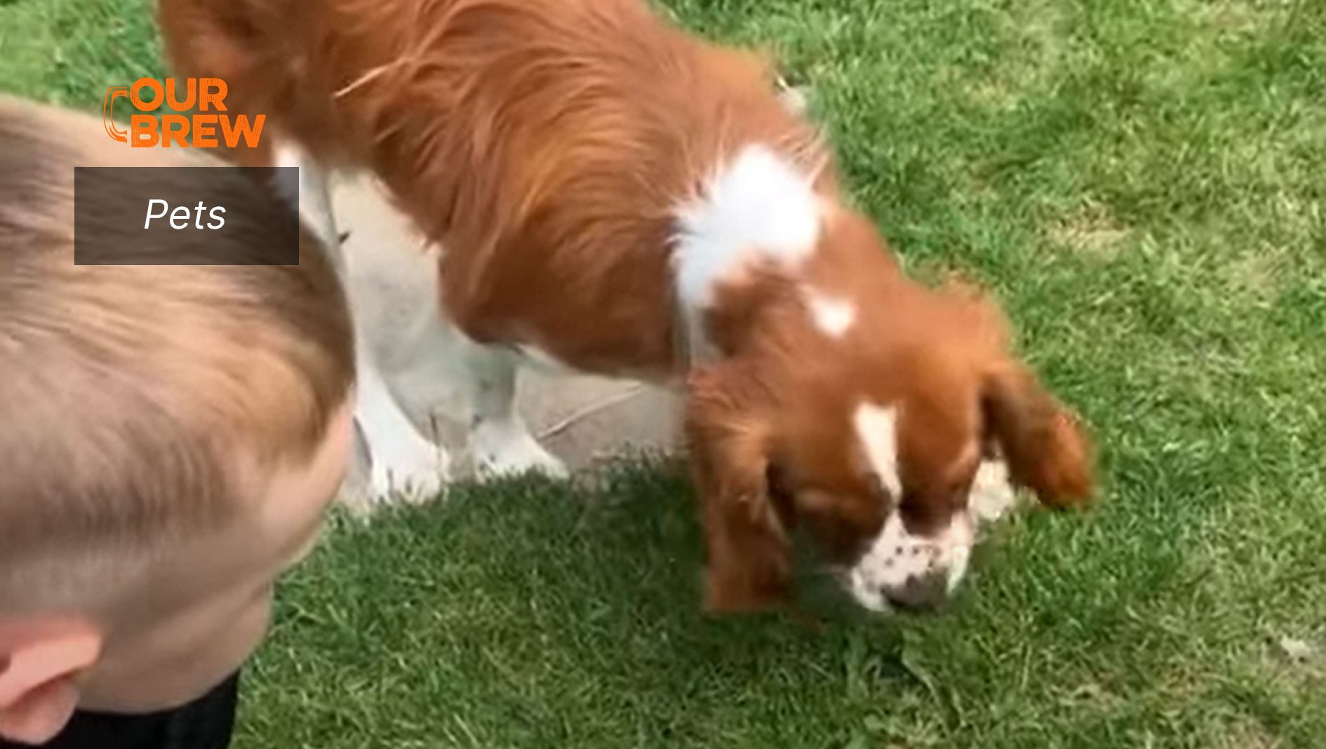 Butterfly in His Stomach