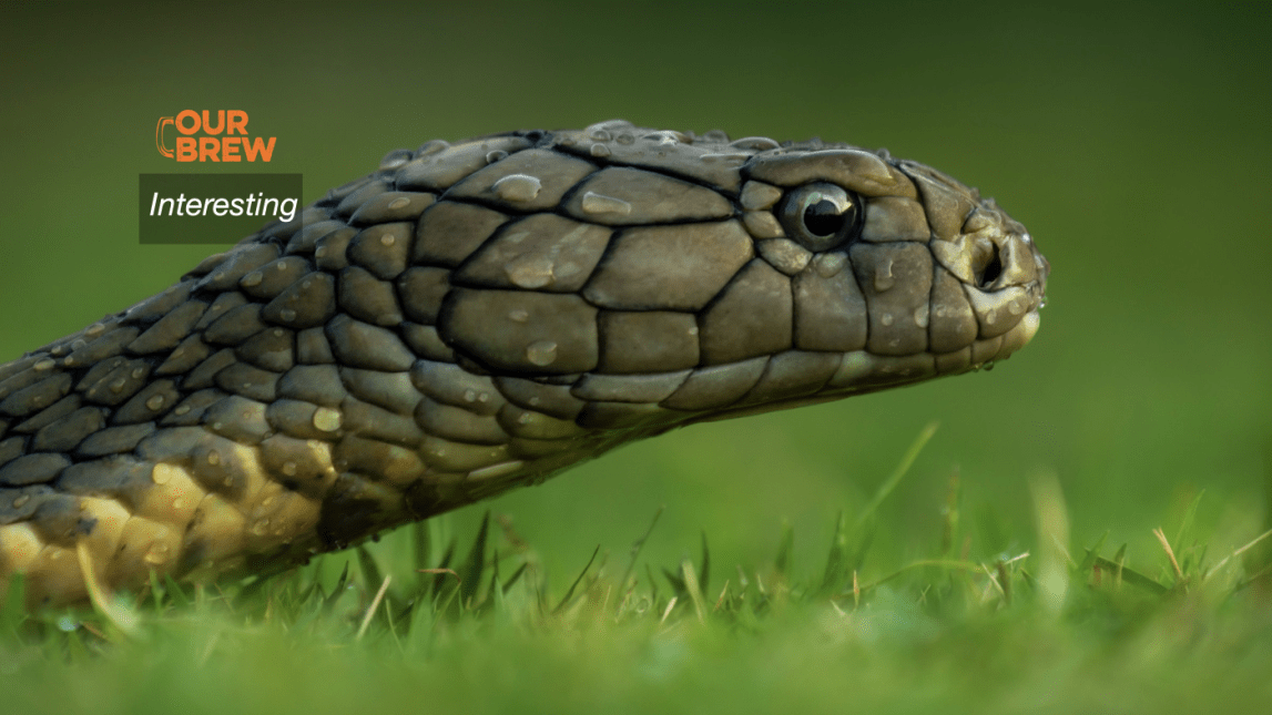He Wanted to Make Sure He Could Survive a Snakebite in the Philippines, and Stumbled Upon a Surprise