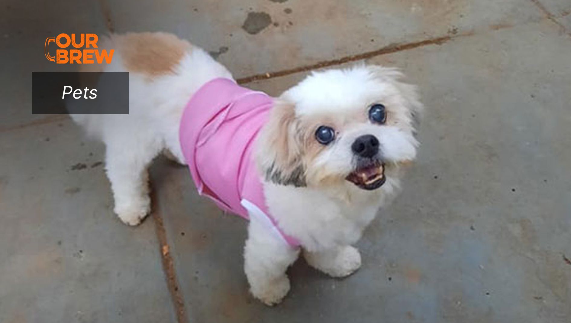 Important Vitamins for Senior Dogs