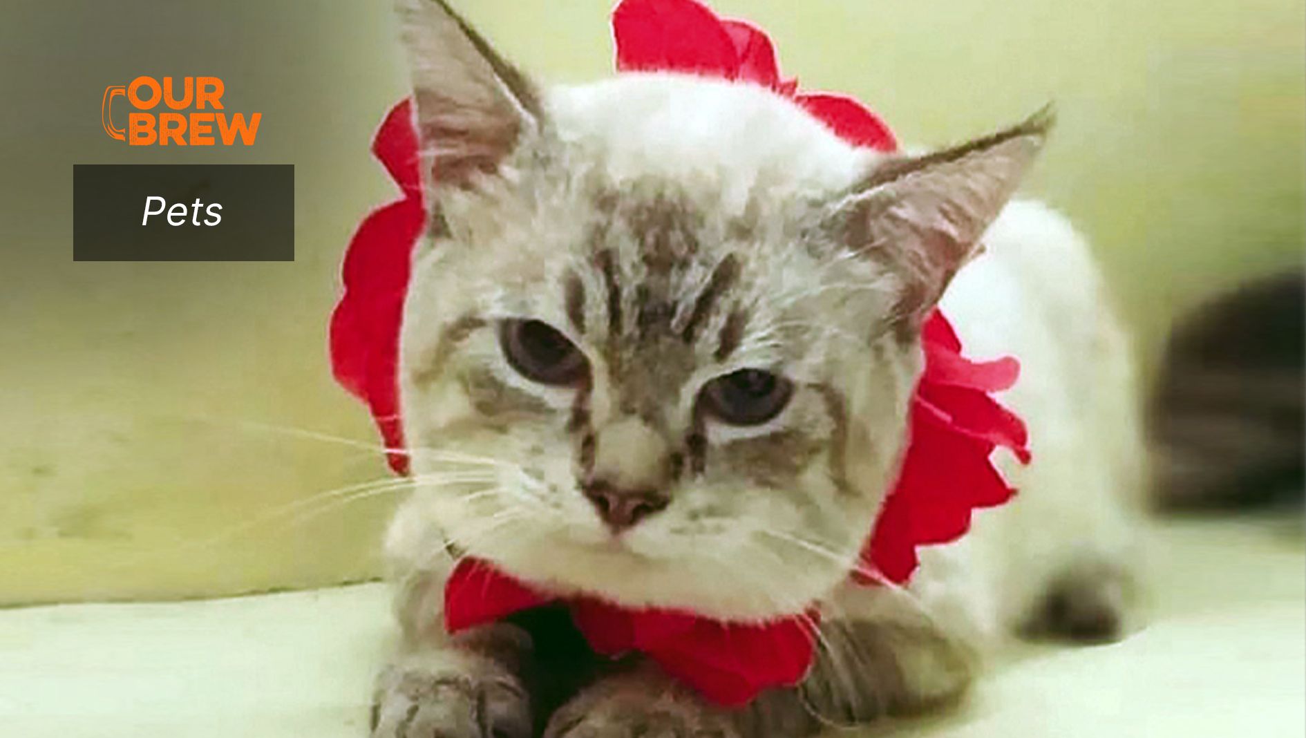 Tips to Keep One’s House Free of Cat Stink