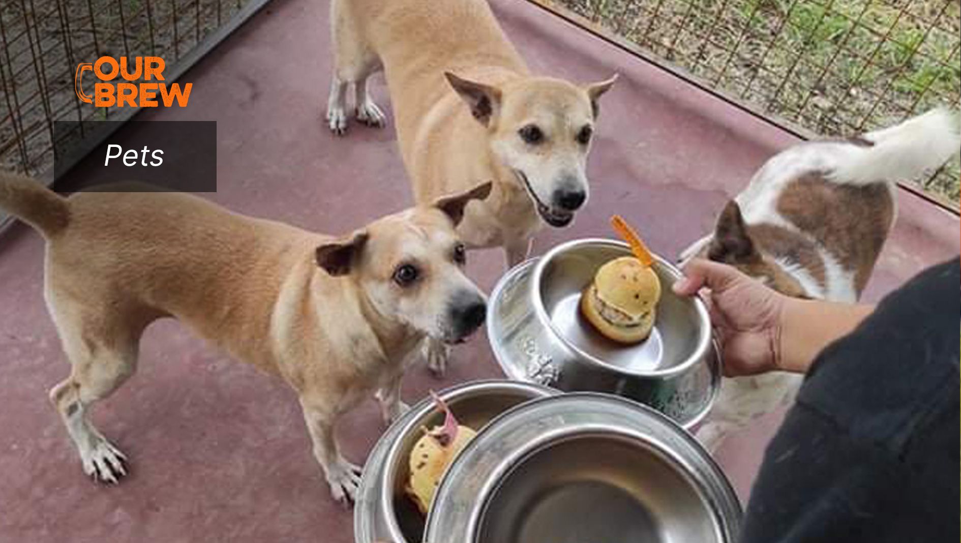 Say Goodbye to Food Fights