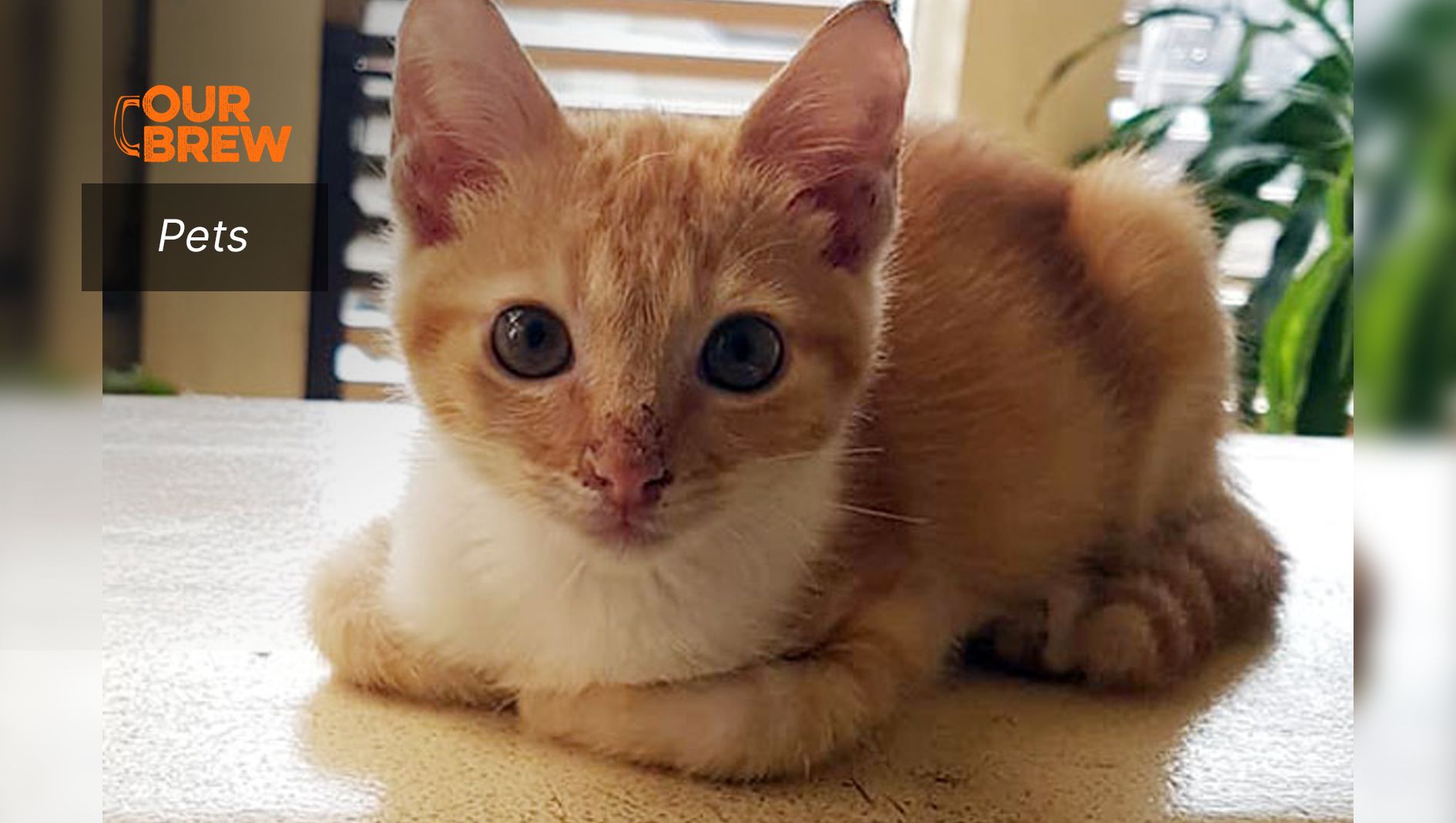 Anxious Cats? Here’s How to Calm Them Down