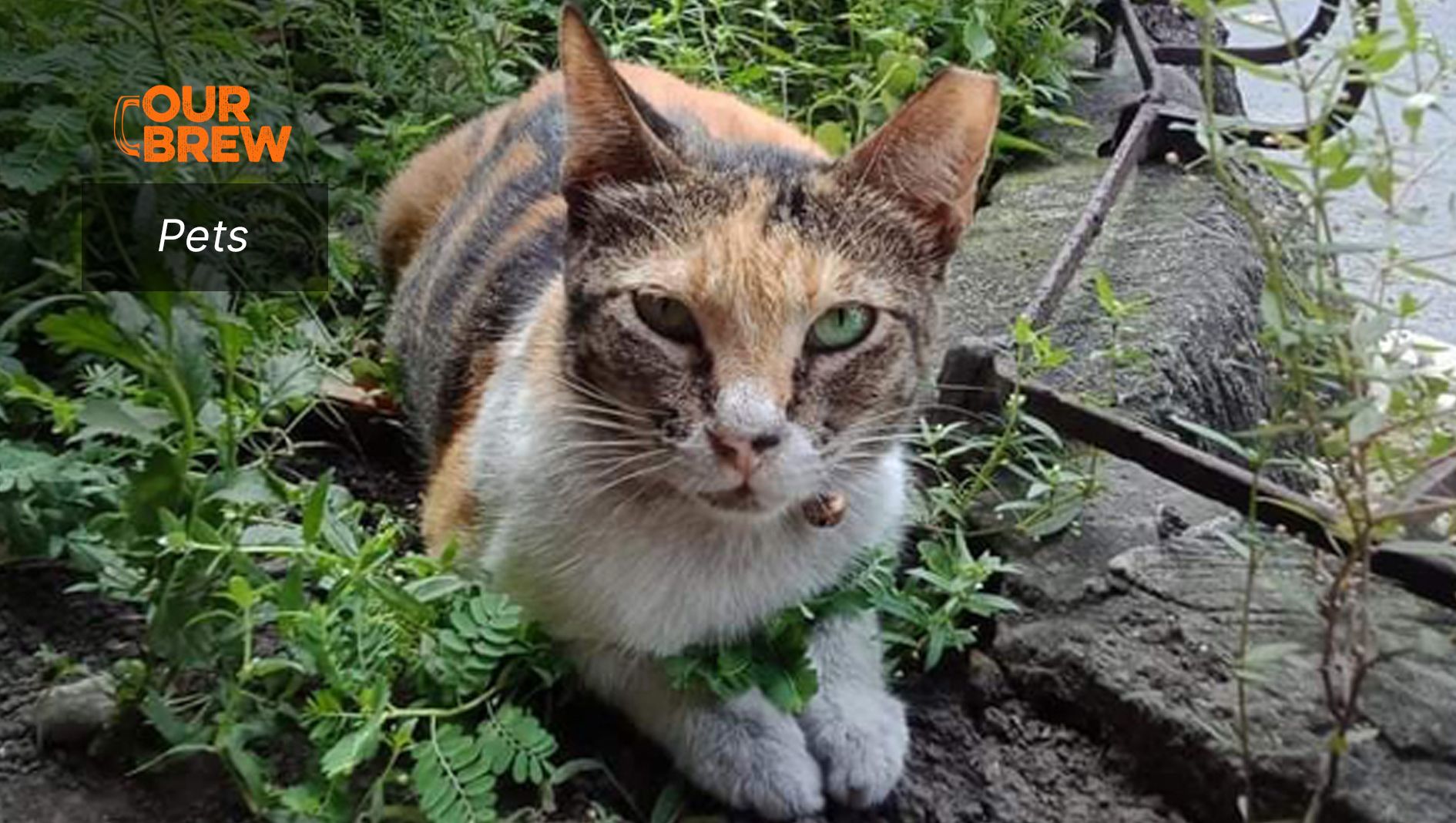 Lessons From Rescued Cats Who Have Crossed The Rainbow Bridge