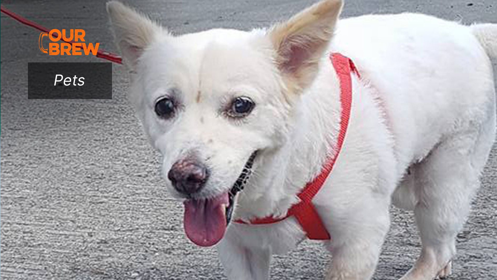 How to Care for Senior Pets