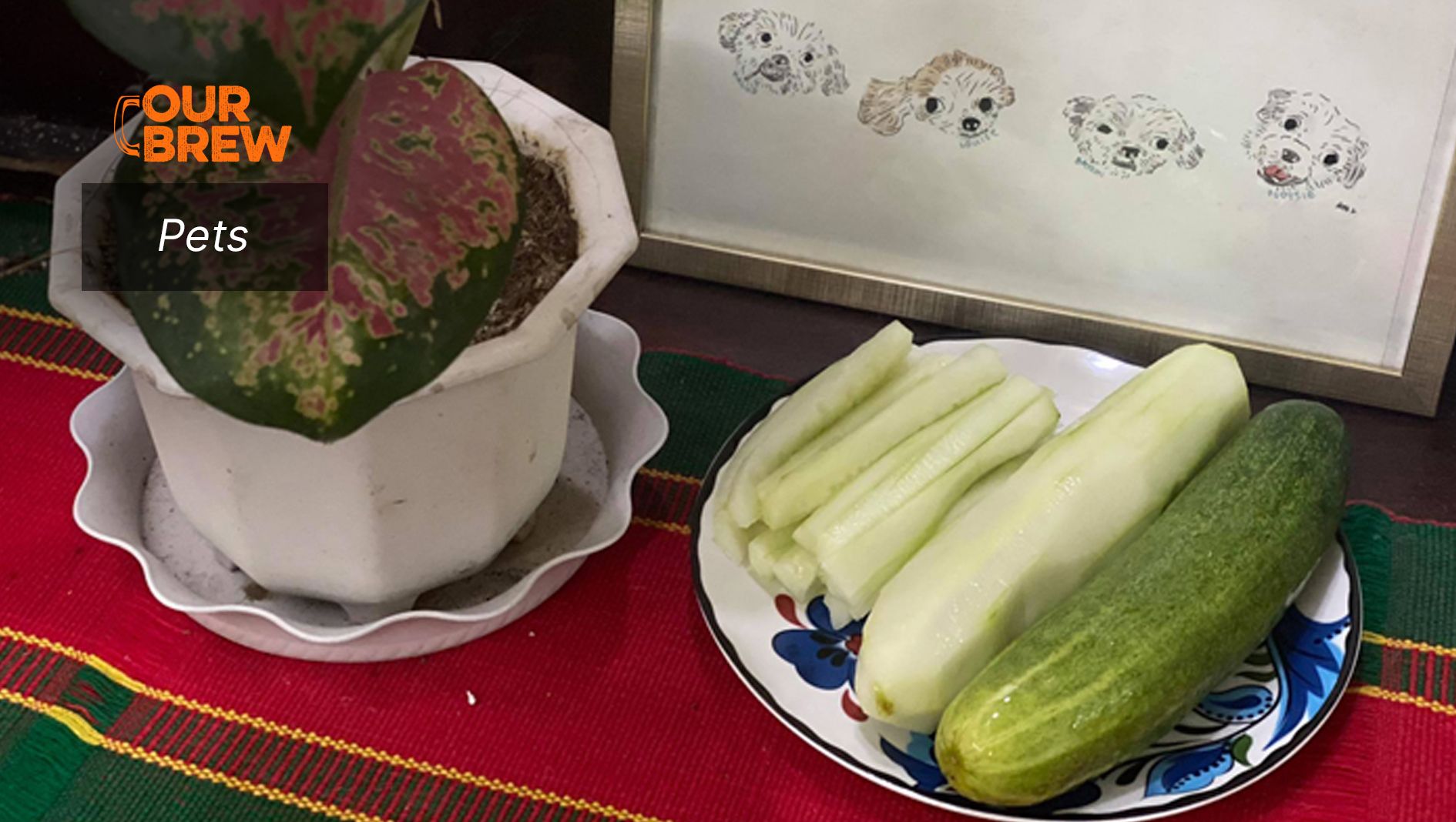 Cucumbers as Treats for Overweight Dogs