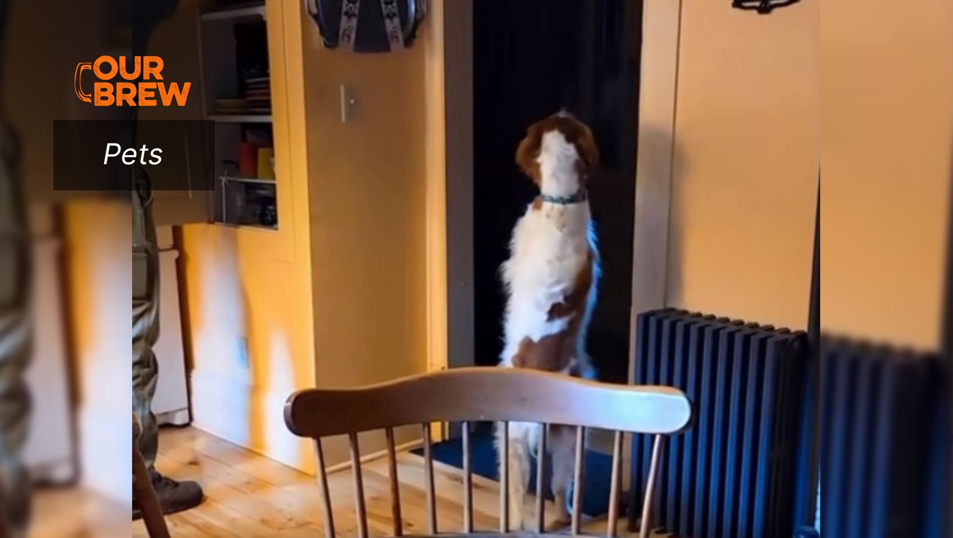 This Gives ‘Walking the Dog’ a New Meaning