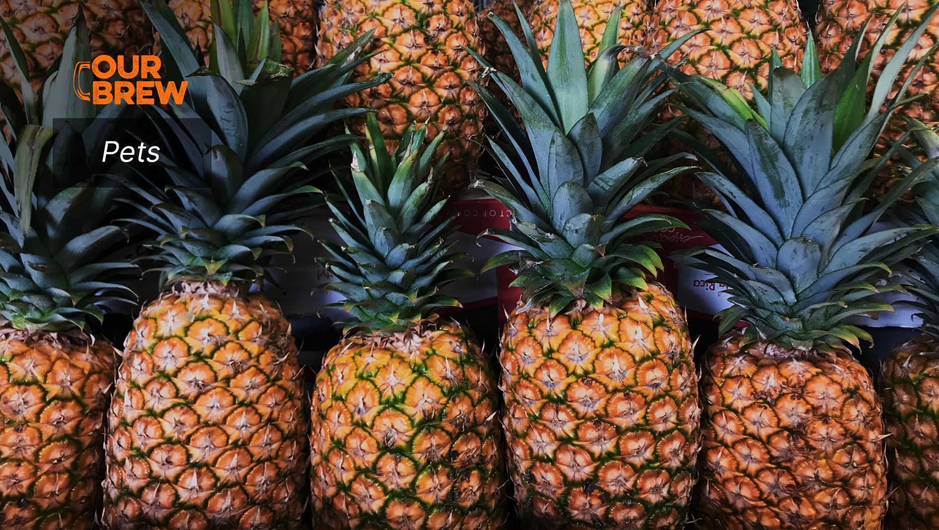 Pineapple: Vitamin C for Dogs