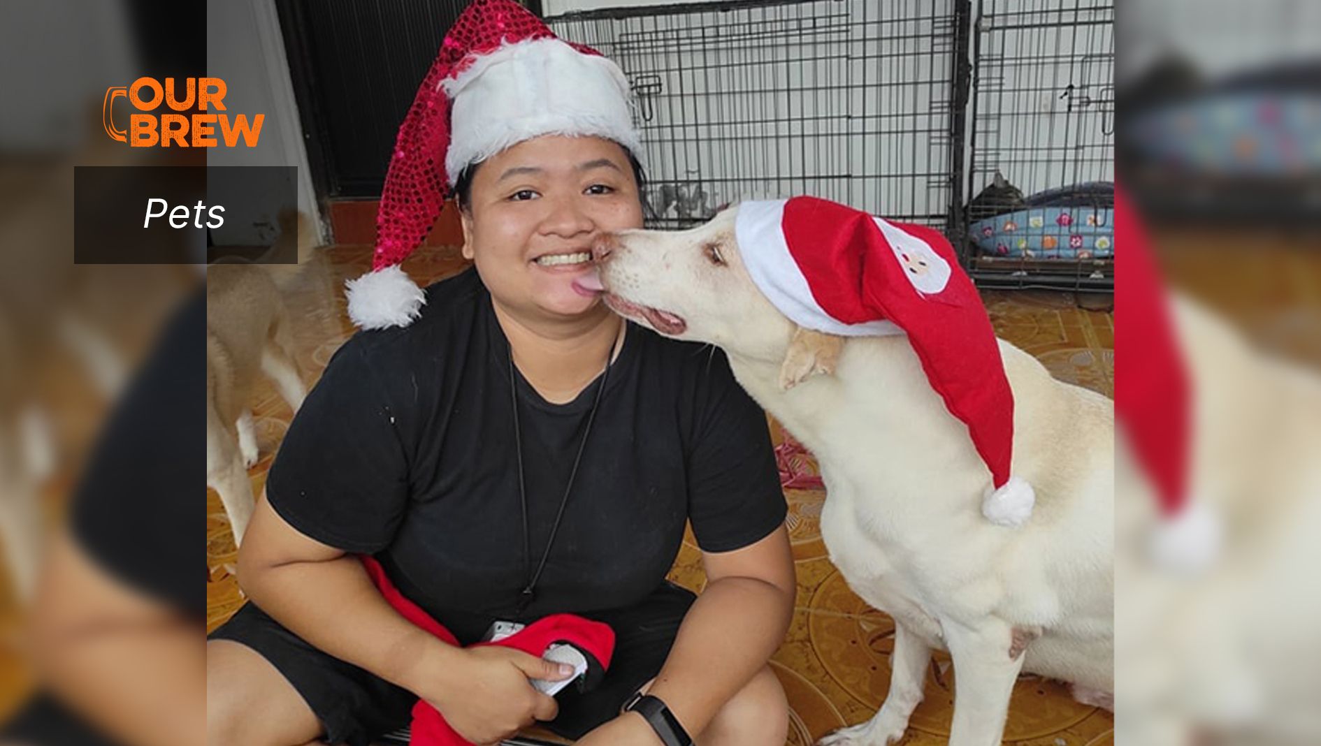 A Merry and Very Safe Holiday for Pets